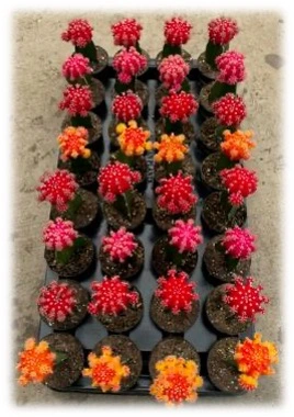 2.5" Grafted Cactus Assorment | 32 pcs