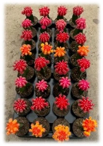 2.5" Grafted Cactus Assorment | 32 pcs