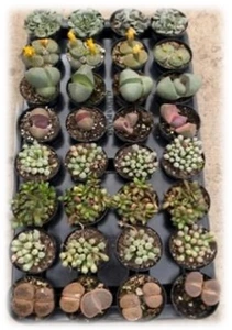 2.5" Mimicry Plant | 32 pcs
