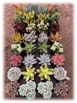 2.5" Succulent Assortment | 32 pcs