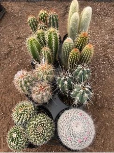 5" Cactus Assortment | 8 pcs