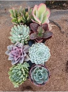 5" Succulent Assortment | 8 pcs