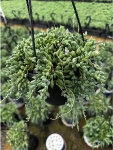 6" Succulent Hanging Basket | 6 pcs - image 2