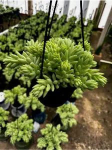6" Succulent Hanging Basket | 6 pcs - image 5