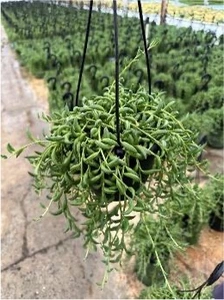 6" Succulent Hanging Basket | 6 pcs - image 4