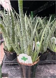 9CM Aloe vera | 18 pcs