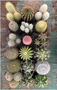 9CM Cactus Assorment | 18 pcs