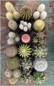 9CM Cactus Assorment | 18 pcs