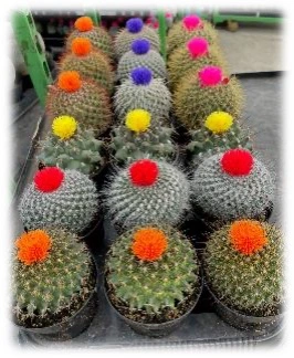 9CM Cactus with Strawflower | 18 pcs