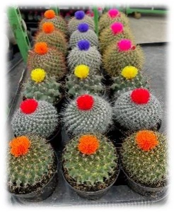 9CM Cactus with Strawflower | 18 pcs