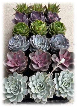 9CM Echeveria Collection | 18 pcs