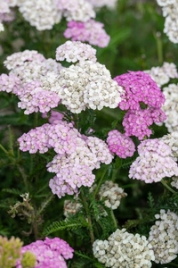 Achillea Apple Blossom | 25 pcs