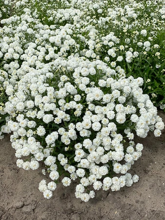 Achillea Diadem | 250 pce
