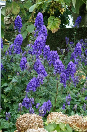 Aconitum Napellus | 400 pce