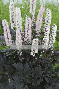 Actaea Chocoholic PBR | 25 pce