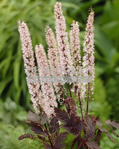 Actaea Pink Spike | 25 pce