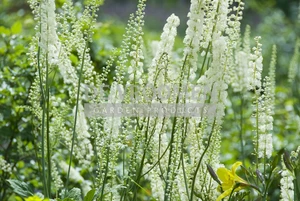 Actaea racemosa | 25 pce
