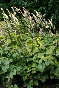 Actaea Silver Dance | 25 pce