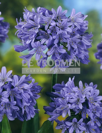 Agapanthus Blue NEW | Capper 20 x 1