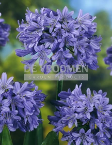 Agapanthus Blue NEW | Capper 20 x 1