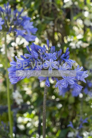 Agapanthus Dr Brouwer | 25 pce