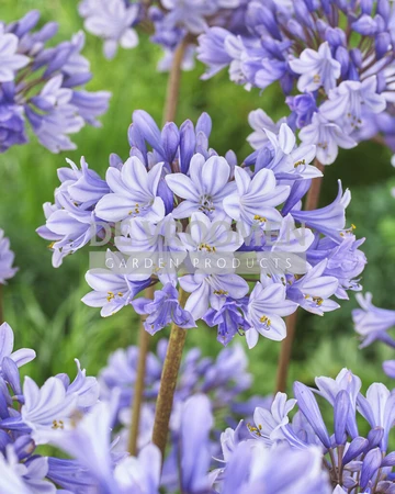 Agapanthus Valencia | 150 pce