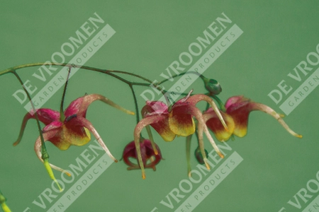 Epimedium Akane | 25 pce
