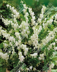 Dicentra Alba | 25 pce