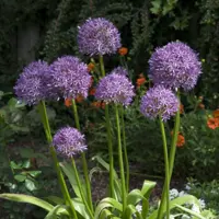 Alliums