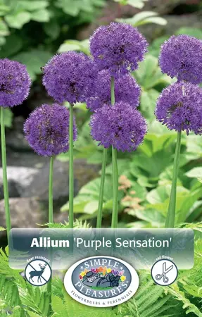 Allium Aflatunense Purple Sensation | Cappers 5 x 15 - image 1