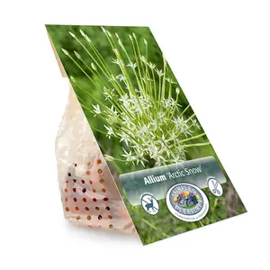 Allium Arctic Snow | Cappers 2 x 20 - image 3