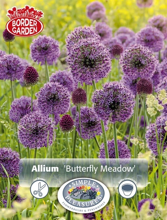 Allium Blend Butterfly Meadow | Cappers 30 x 15 - image 4