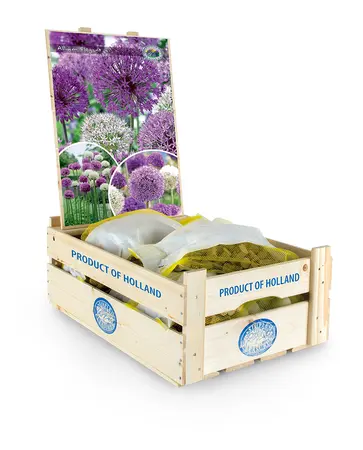 Allium Blend Elegant | Bags 18 x 25 - image 2