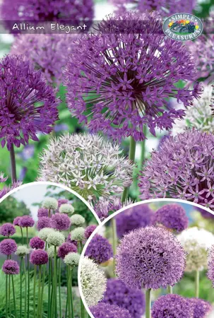 Allium Blend Elegant | Bags 18 x 25 - image 1