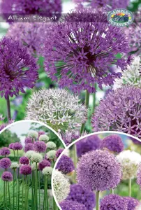 Allium Blend Elegant | Bags 18 x 25