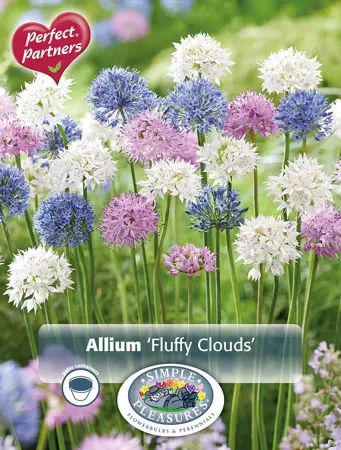 Allium Blend Fluffy Clouds | Cappers 40 x 16 - image 1