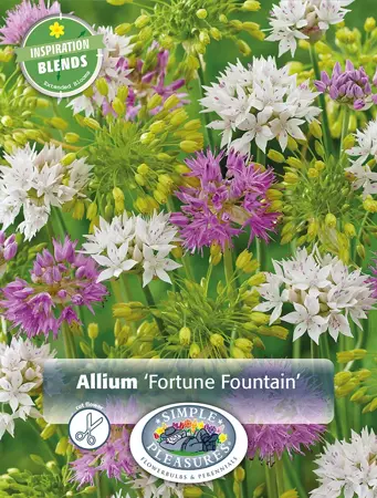 Allium Blend Fortune Fountain | Cappers 20 x 20 - image 1
