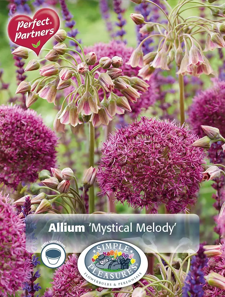 Allium Blend Mystical Melody Capper 16 x 12 De Vroomen