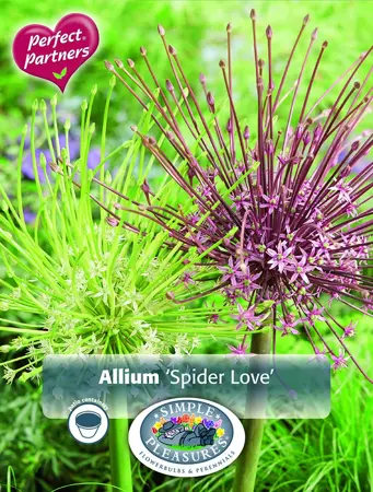 Allium Blend Spider Love | Cappers 3 x 16 - image 1