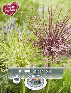 Allium Blend Spider Love | Cappers 3 x 16 - image 3