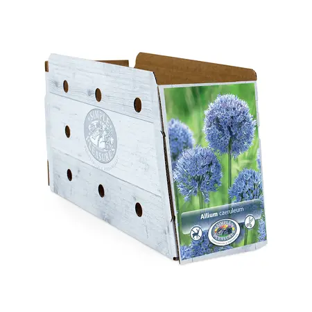 Allium caeruleum (azureum) | Cappers 20 x 15 - image 2