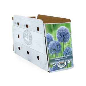 Allium caeruleum (azureum) | Cappers 20 x 15 - image 2