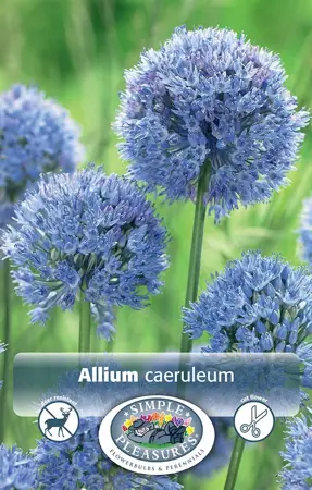 Allium caeruleum (azureum) | Cappers 20 x 15 - image 1