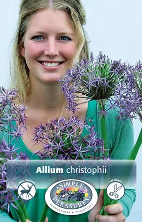 Allium Christophii (Albopilosum) | Cappers 4 x 15 - image 1
