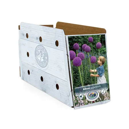 Allium Giganteum | 20 pce - image 2