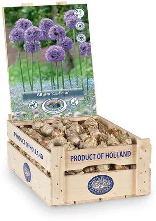 Allium Gladiator | 100 pce - image 2