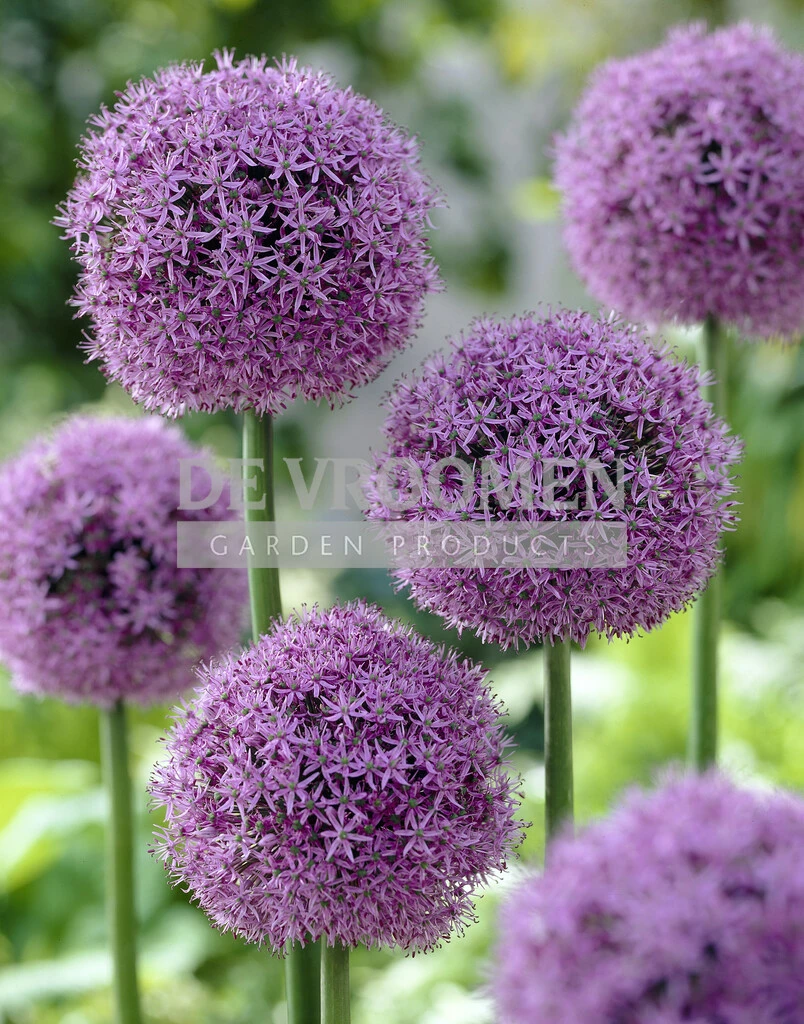 Allium Gladiator 25 pce De Vroomen US