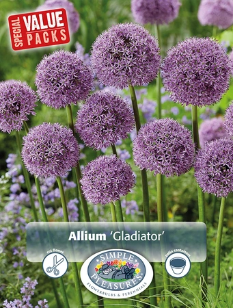 Allium Gladiator | Cappers 4 x 20 - image 2