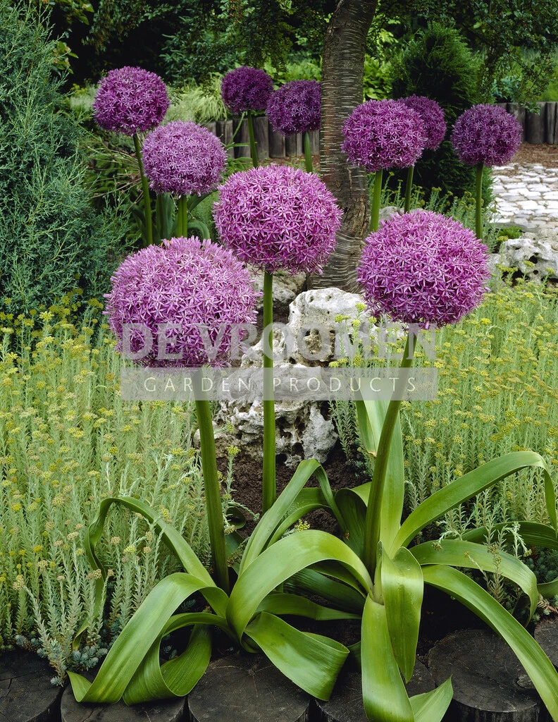 Allium Globemaster 25 pcs De Vroomen US