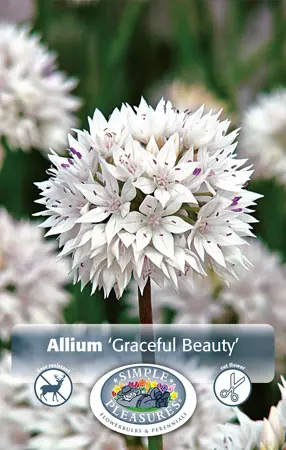 Allium Graceful Beauty | Cappers 12 x 15 - image 1